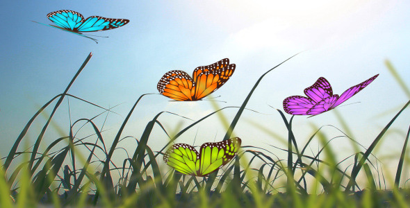 Butterfly Creator by Wiggle_Media | VideoHive