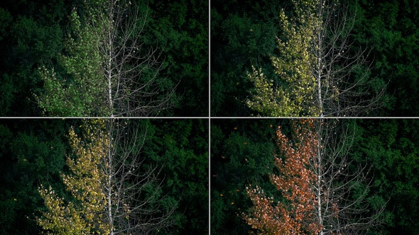 Color Changing Tree From Summer To Fall by RockfordMedia | VideoHive
