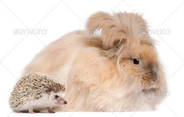 English Angora rabbit and a Four-toed Hedgehog, Atelerix albiventris, in front of white background - Stock Photo - Images