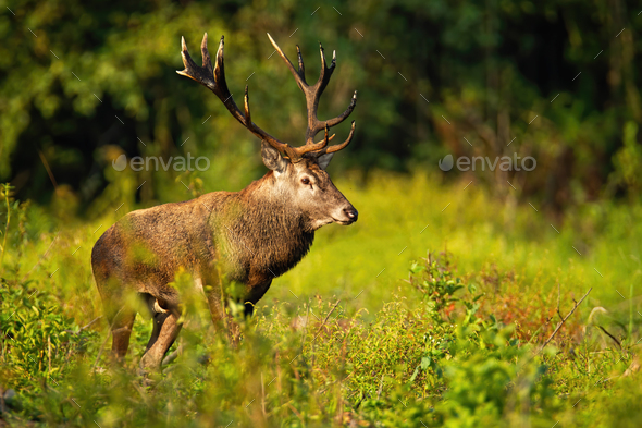 Large red deer standing in riparian forest in summer - Stock Photo - Images