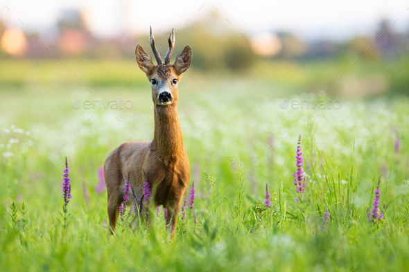 Roe deer buck standing on meadow in summertime nature - Stock Photo - Images