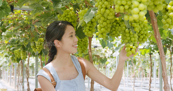 Woman visit green grape farm garden