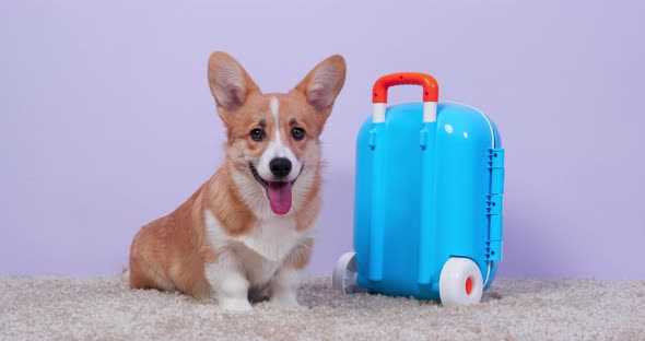 Cute Welsh Corgi Pembroke or Cardigan Puppy is Sits Near Small Suitcase with Things for Traveling alt