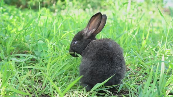 Charming Little Dark Rabbit Eats Fresh Juicy Young Grass on a Green Sunny Meadow alt