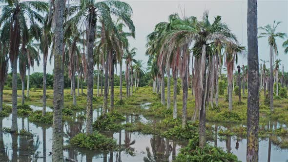 Flooded coconut plantation 8