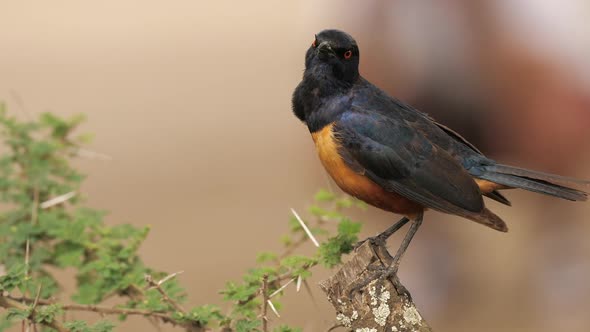 Wreathed Hornbill is a Species of Hornbill Found in Forests From Far Northeastern India and Bhutan alt