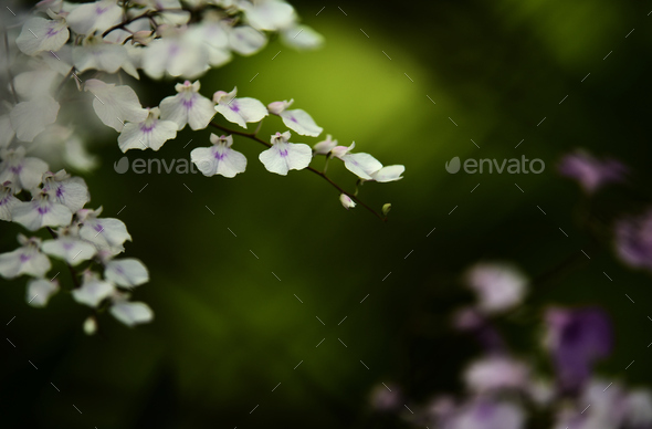 Close-up view of the little flowers isolated on a green natural background - Stock Photo - Images
