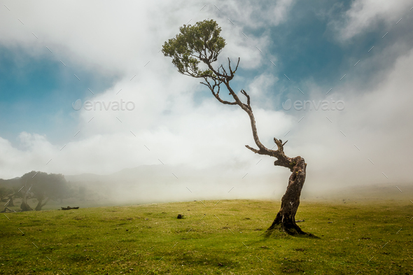 Ancient tree - Stock Photo - Images