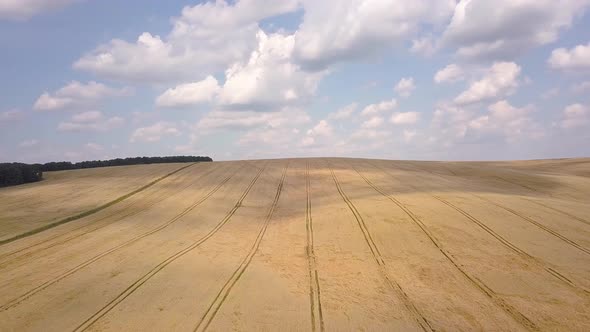 Aerial view of yellow agriculture wheat field ready to be harvested in late summer. alt