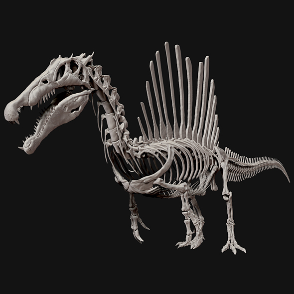 Spinosaurus Full Skeleton - 3Docean 28679354