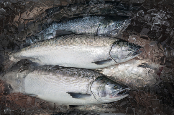 Silver or Coho salmon in Alaska freshly caught and kept fresh in ice