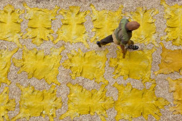 Man walking across yellow leather hides drying in the sun