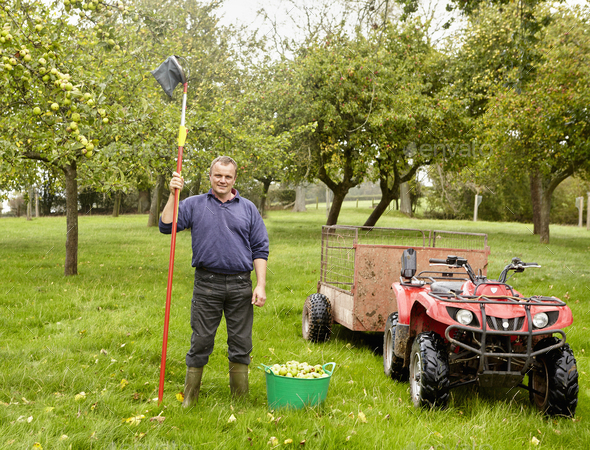 A man standing in an orchard with a long handled apple picker with net at harvest time.
