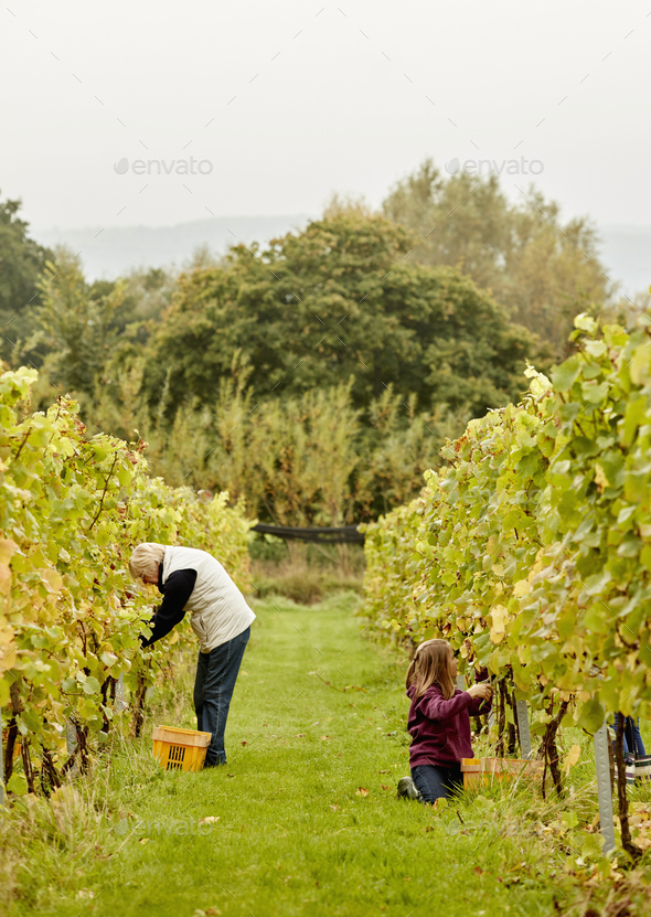 Two people picking grapes in a vineyard. - Stock Photo - Images