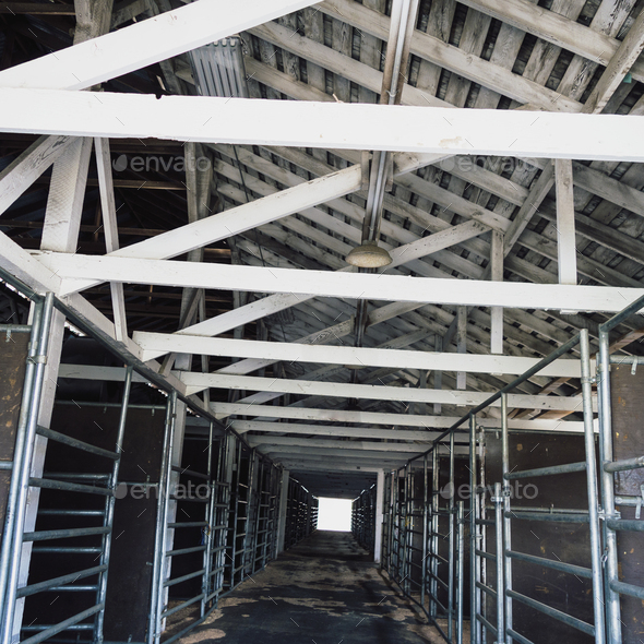 The interior of a cow barn at Ellensburg fairground.