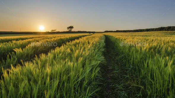 Rural landscape with view across fields of crops near Slapton, Devon at sunset.