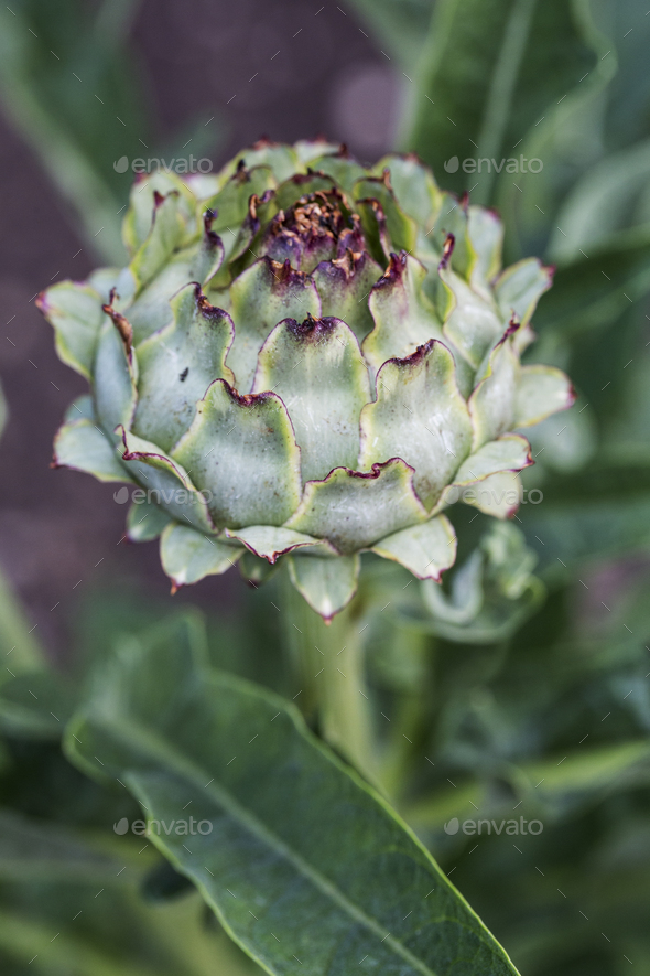 Close up of globe artichokes growing in a restaurant garden. - Stock Photo - Images