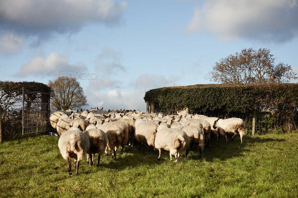 A flock of sheep moving through a gate into a field.