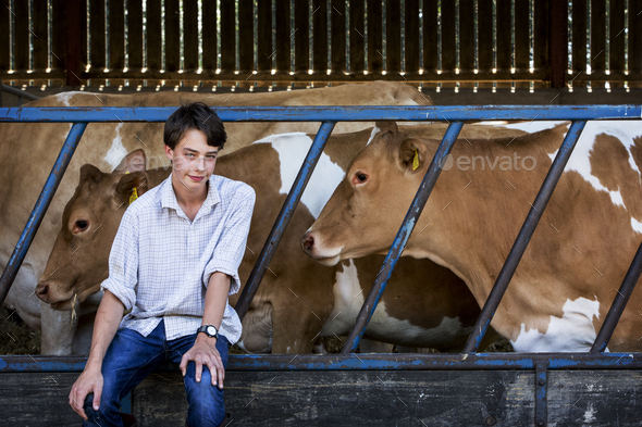 Young man sitting in a barn with Guernsey cows. - Stock Photo - Images