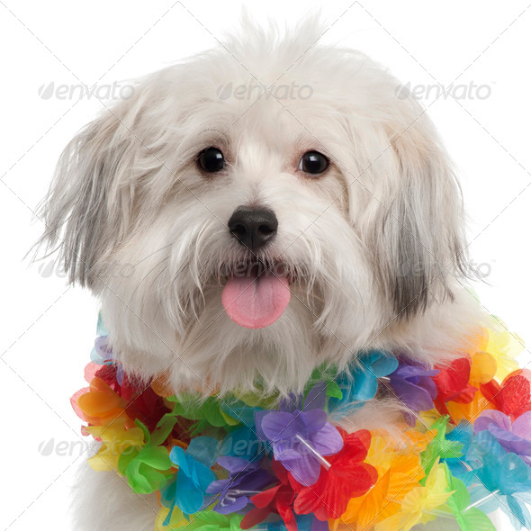 Close-up of Mixed-breed dog, 10 months old, wearing Hawaiian lei in front of white background - Stock Photo - Images