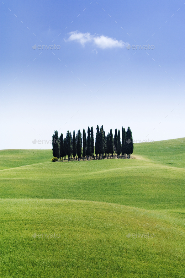 Stand of Cypress Trees in Rolling Meadow - Stock Photo - Images