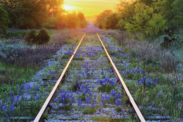Blue Bonnets on Railroad Tracks