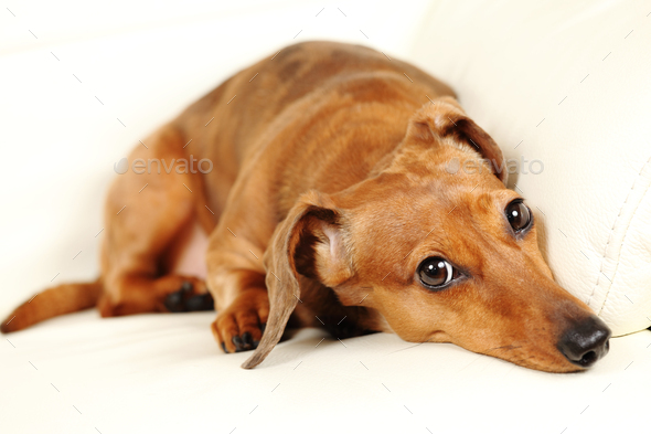 dachshund dog on sofa - Stock Photo - Images