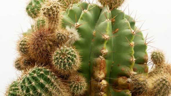 Cactus on Isolated White Background 