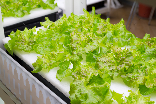 Hydroponics system - Stock Photo - Images