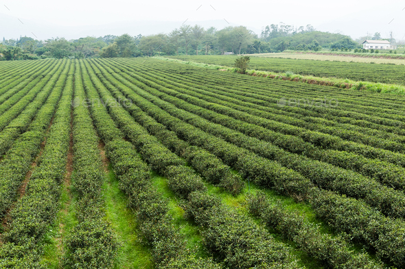 Green tea plantation - Stock Photo - Images