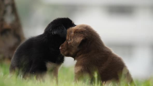 slow motion of cute puppy playing in the park alt