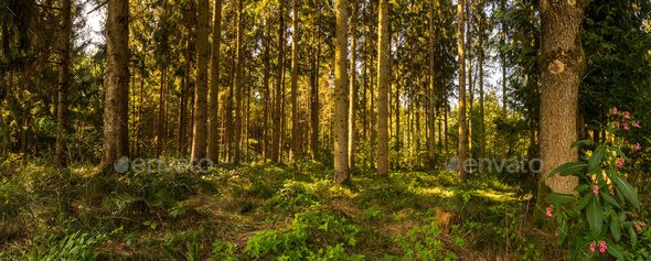 Beautiful green forest panorama with sun rays coming through