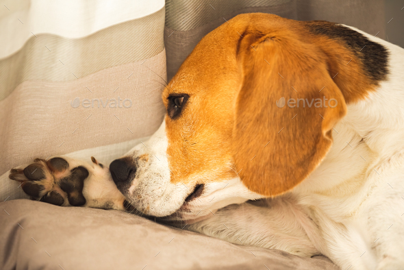 Beagle dog biting his itching skin on legs. Skin problem allergy reaction, mosquito bite or stress reaction concept.