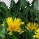 Time-lapse of opening Dandelion plant with ALPHA channel Time-lapse of opening Dandelion plant with ALPHA channel - VideoHive Item for Sale