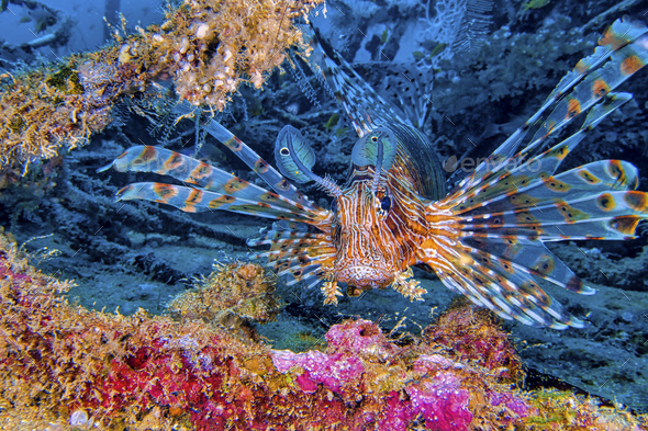 Red Lionfish, South Male Atoll, Maldives