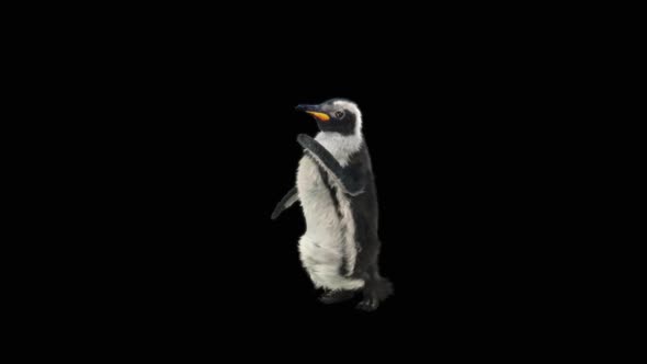 Penguin Dancing HD alt