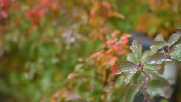 Rain Drops on Autumn Leaves