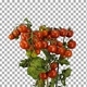 Time-lapse of ripening tomato vegetables with ALPHA channel Time-lapse of ripening tomato vegetables with ALPHA channel - VideoHive Item for Sale