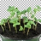 Time-lapse of growing radish in a pot with ALPHA channel Time-lapse of growing radish in a pot with ALPHA channel - VideoHive Item for Sale