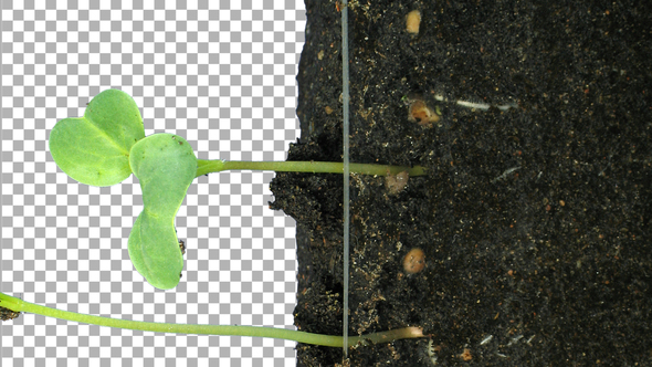 Time-lapse of growing radish with ALPHA channel, vertical orientation alt