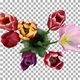 Time-lapse of opening mixed color tulips bouquet with ALPHA channel - VideoHive Item for Sale