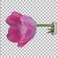 Time-lapse of opening pink tulip in a vase with ALPHA channel, vertical orientation - VideoHive Item for Sale