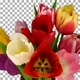 Time-lapse of opening mixed color tulips with ALPHA channel - VideoHive Item for Sale