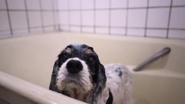 Wet dog standing in bathtub alt