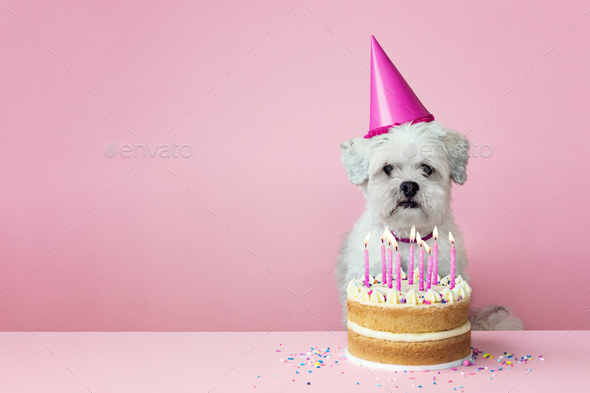 Cute white dog with birthday cake and pink candles against a pink background