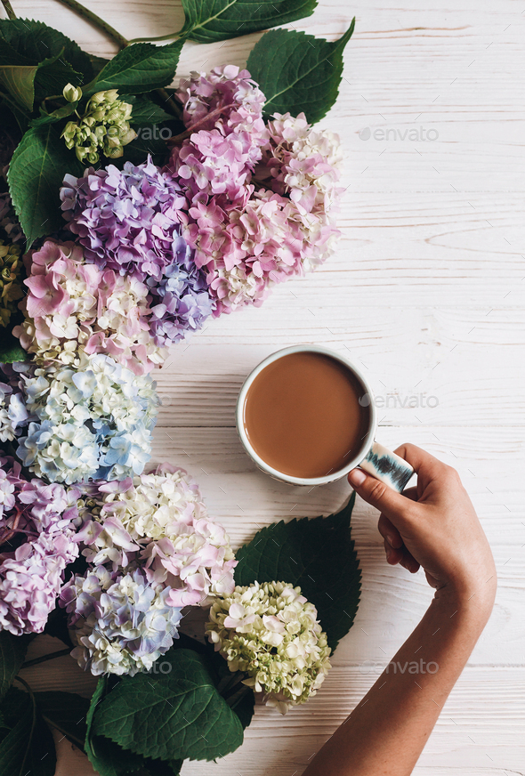 Hand holding coffee cup at beautiful hydrangea flowers on rustic white wood, flat lay. Colorful pink, blue, green hydrangea, greeting card. Hello spring. Happy mothers day. Women day.