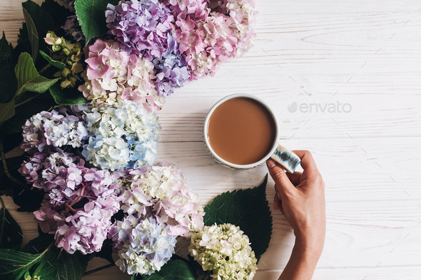 Hand holding coffee cup at beautiful hydrangea flowers on rustic white wood, flat lay. Good morning concept. Colorful pink, blue, green hydrangea. Hello spring. Happy mothers day