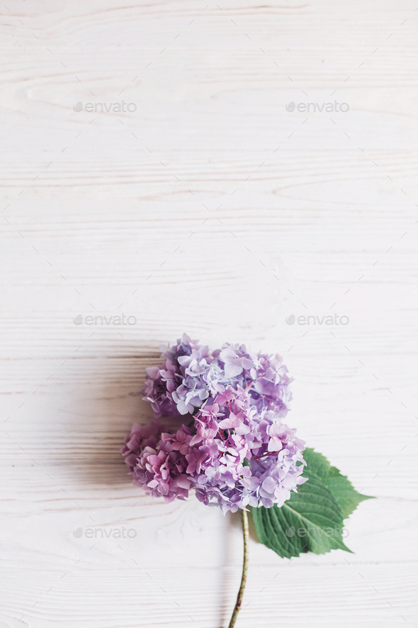 Beautiful hydrangea flower on rustic white wood, flat lay with space for text. Happy mothers day. International Women’s day. Purple hydrangea petals and green stem. Floral card. Hello spring