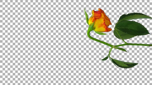 Time-lapse of dying Eldorado rose with ALPHA channel, vertical orientation alt