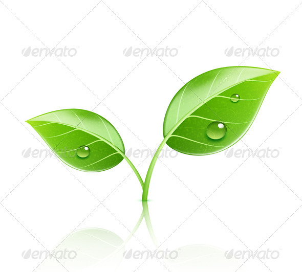 Green leaves - Nature Conceptual